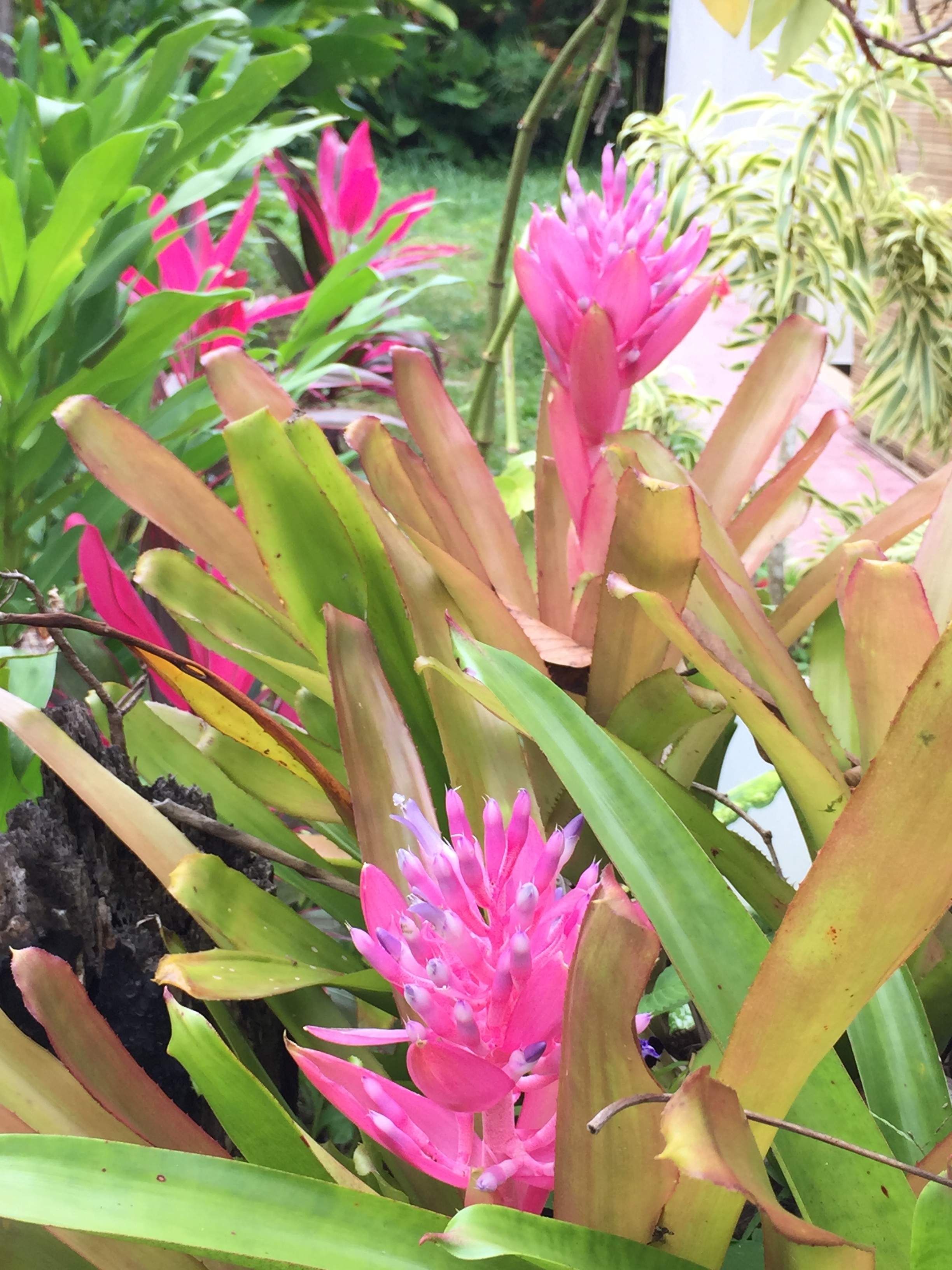 Bromelia Aechmea fachata inflorescência.JPG
