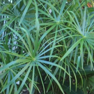 Papiro do Egito ou Sombrinha chinesa ou Cyperus alternifolius ou Papyro gigantea.jpg