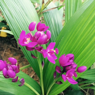 orquidea grapete ou Epidendrum  det flor.jpg