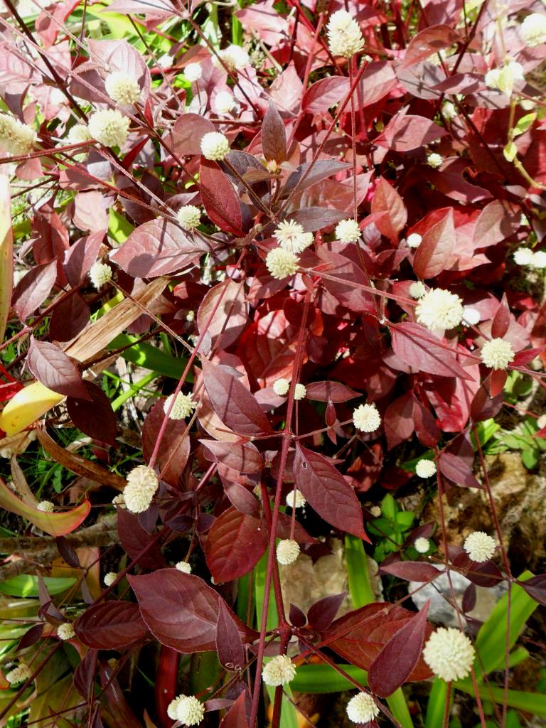 Penicilina ou Terramicina - A Alternanthera brasiliana é uma planta de origem brasileira..JPG