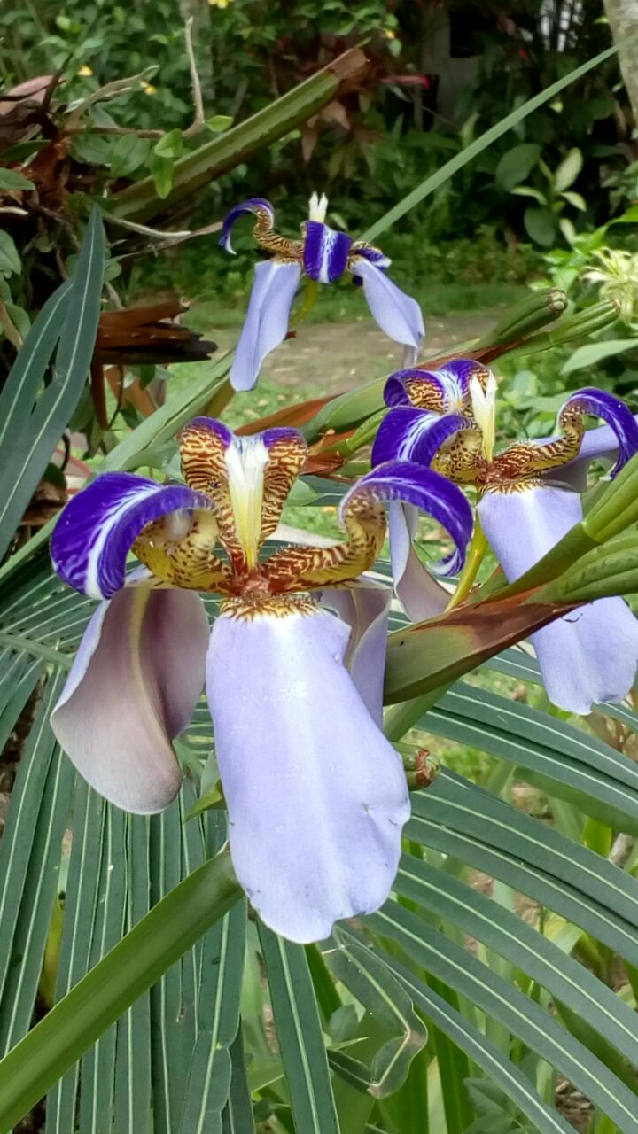 Iris da praia orquidacea iris azul.jpg