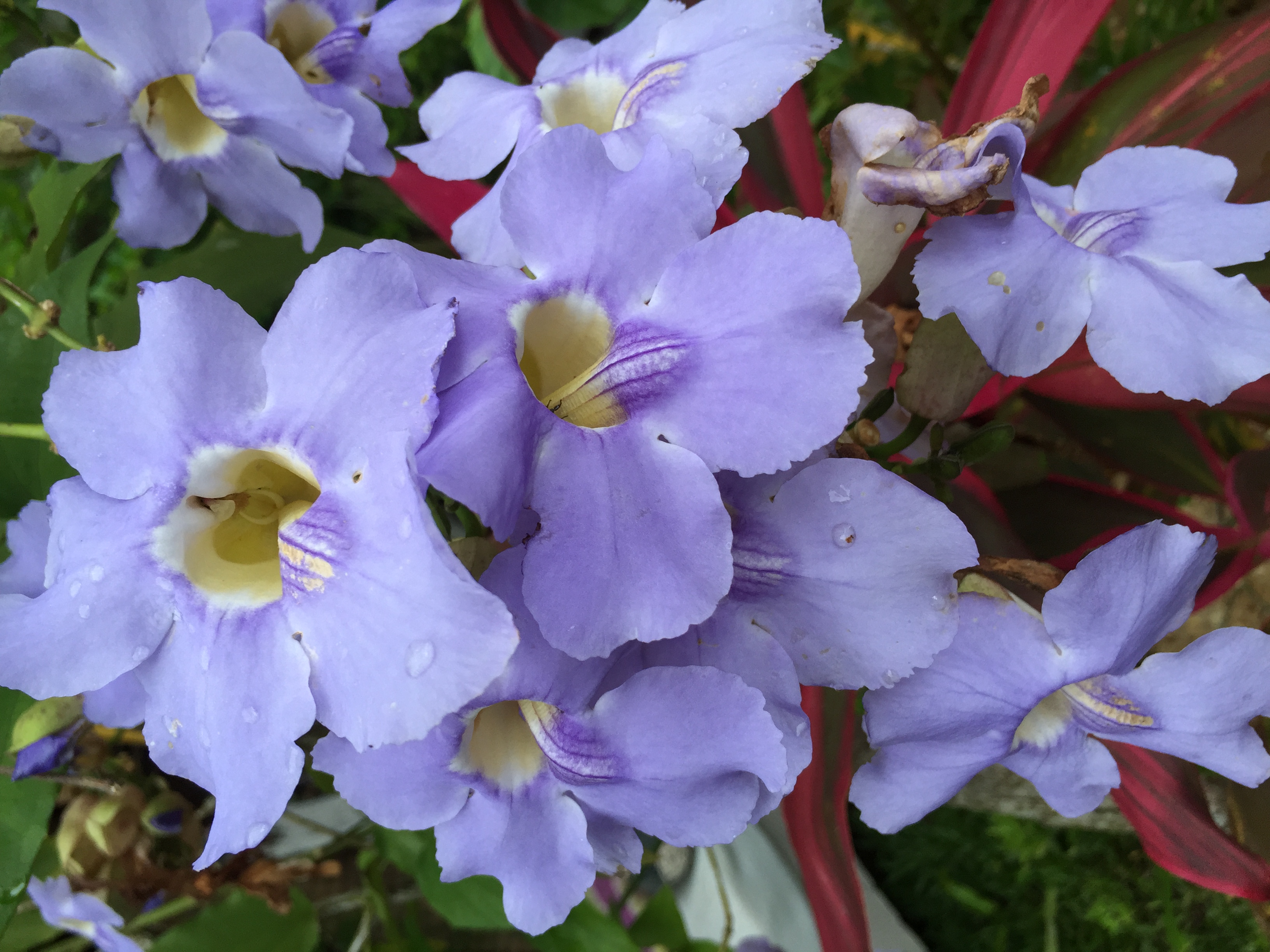 Tumbergia azul florada (2).JPG