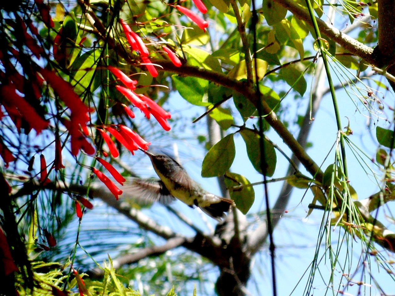 Passaros Beijaflor de garganta verde em voo.jpg
