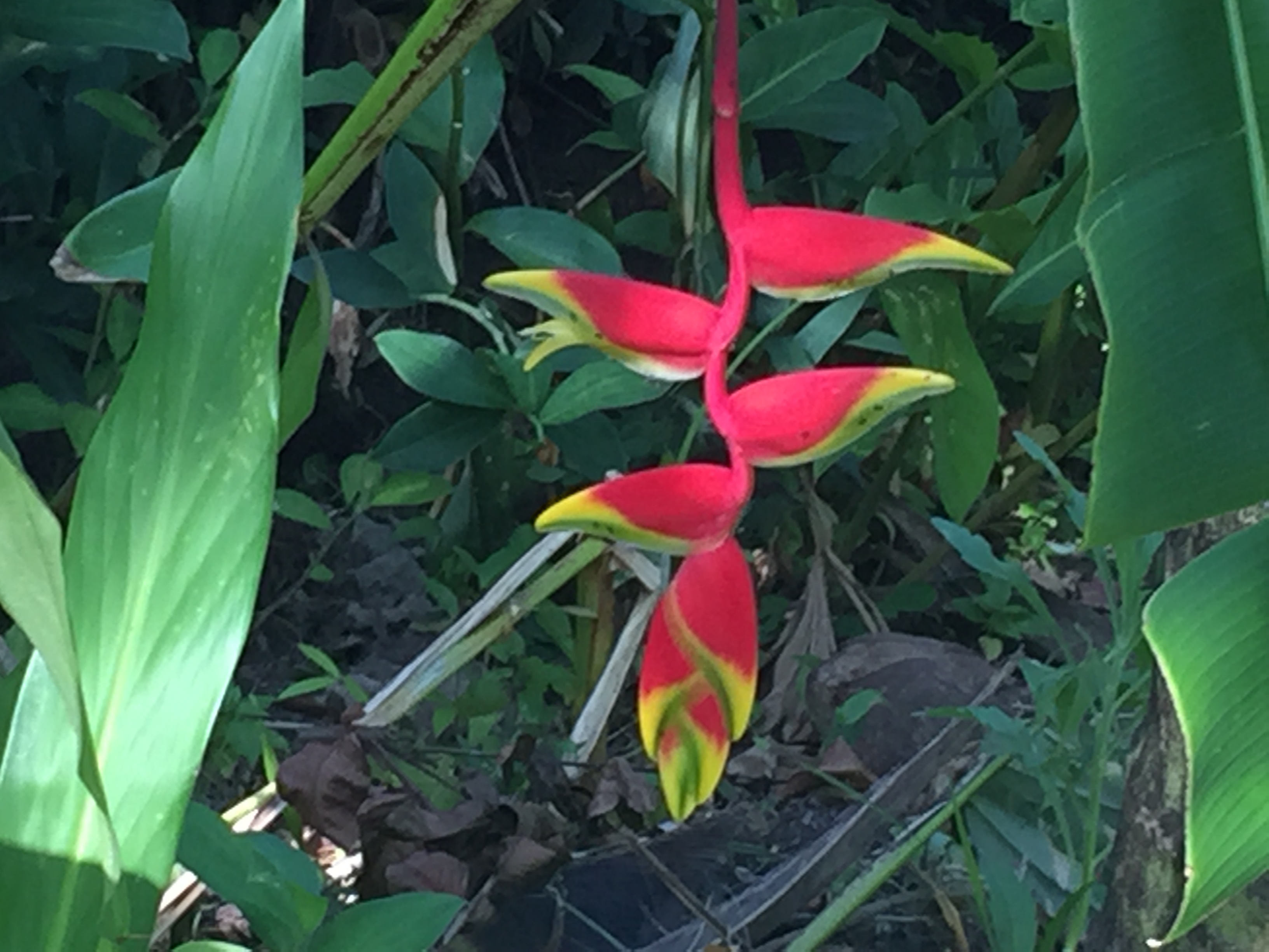 heliconia rostrata det.JPG