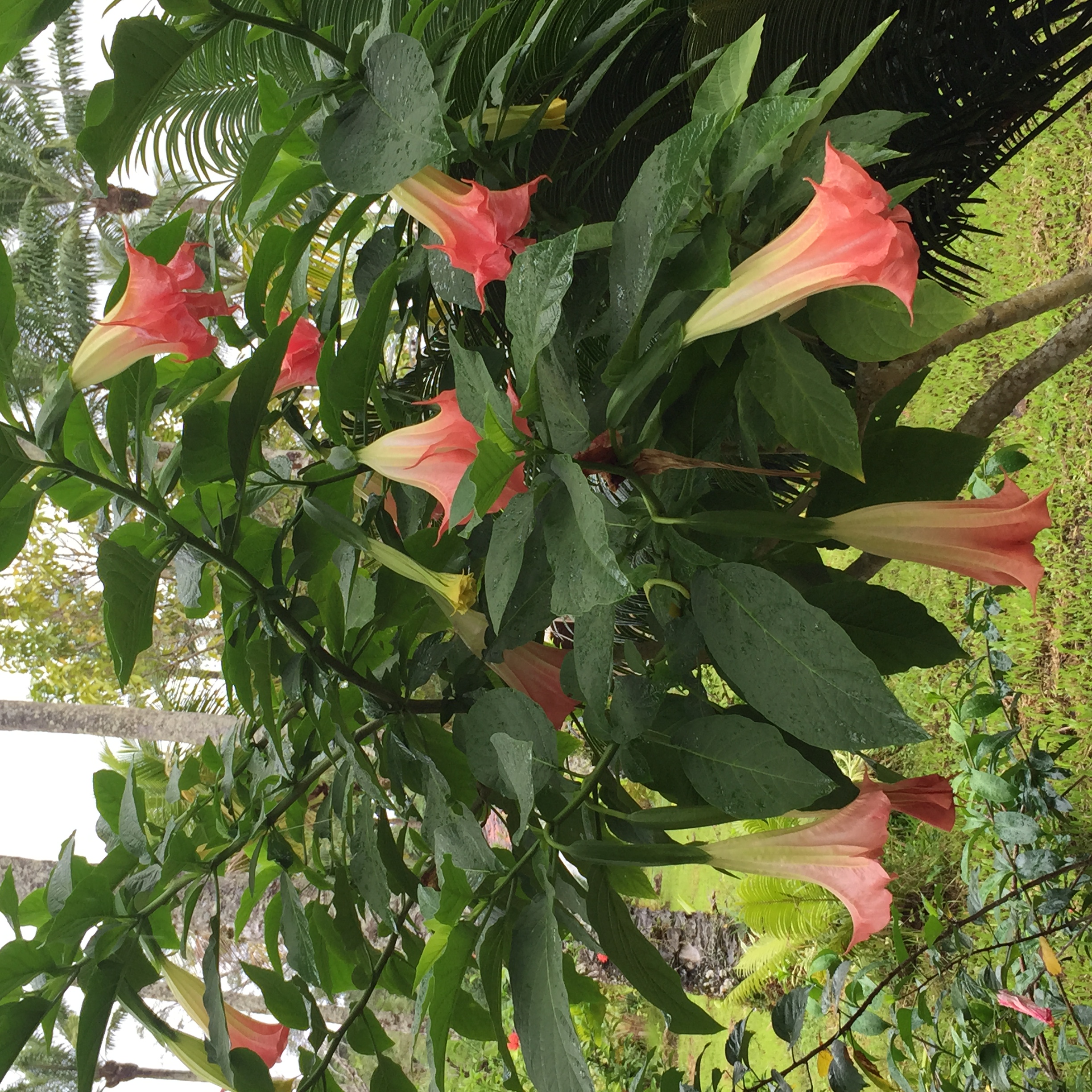 Trombetta rosa 10.JPG